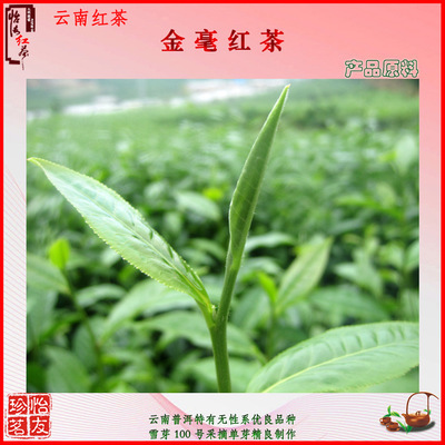 怡友金毫 品味云南滇红中的特级珍品