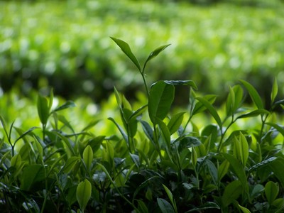 梅兰春茶 一缕春意，半盏清香